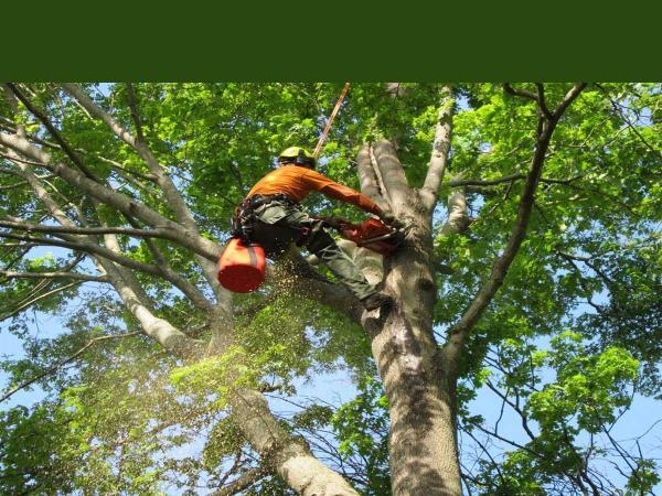 Timber Tree & Landscaping