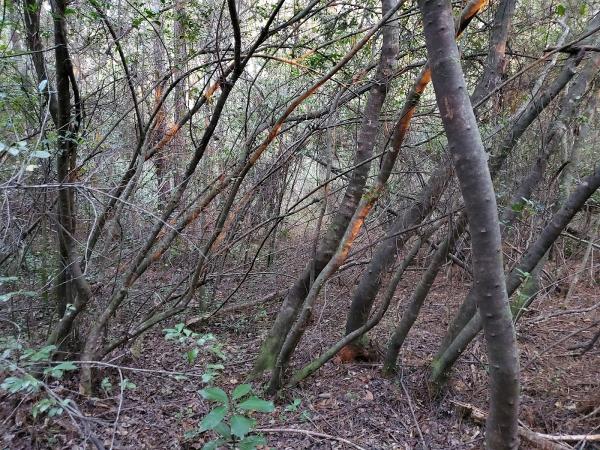 Treeality Tree Services