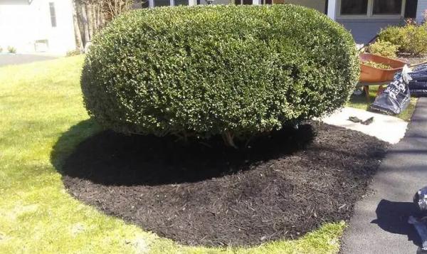 Rays Tree Service