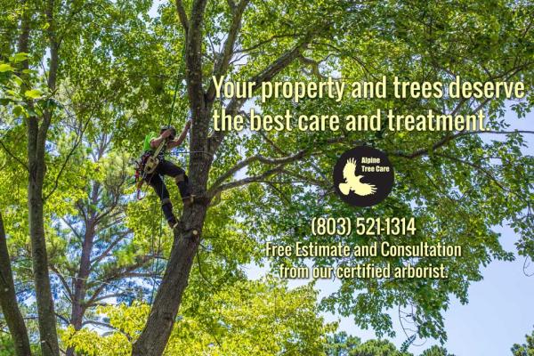 Alpine Tree Care
