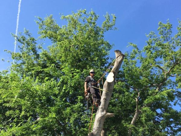 Alpine Tree Care