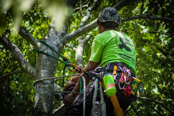 Alpine Tree Care