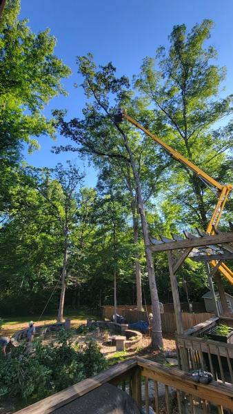 Alpine Tree Care
