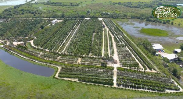 JWD Trees