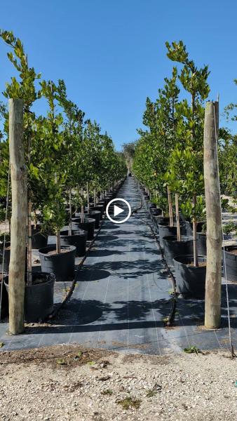 JWD Trees