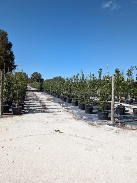 JWD Trees