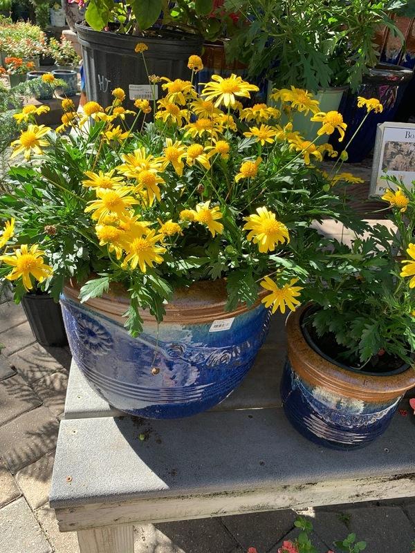 Hammock Gardens Nursery & Landscape