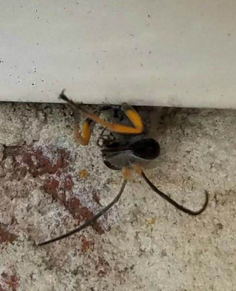 Pest Solutions