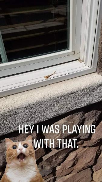 Sprayplus Pest Control