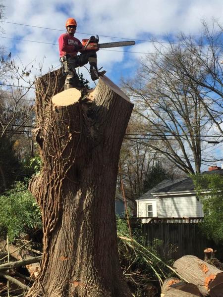 Avenue Demolition and Tree Services