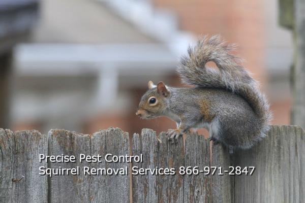 Precise Termite & Pest Control