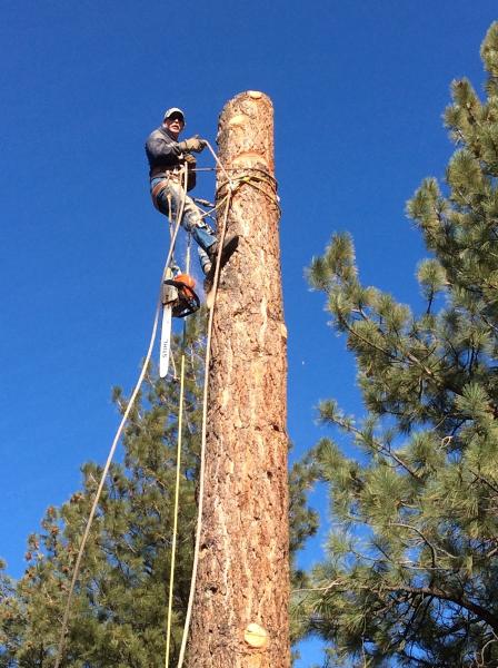 Reno Tree Service