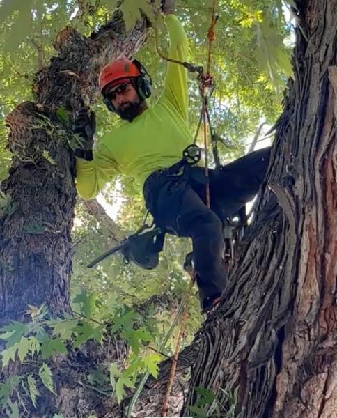 Reno Tree Service