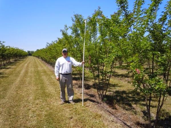 Carolina Crepe Myrtle & Shade Tree LLC