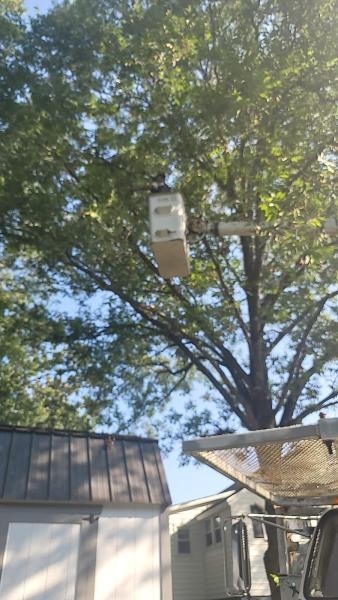 J & J Tree and Stump Removal