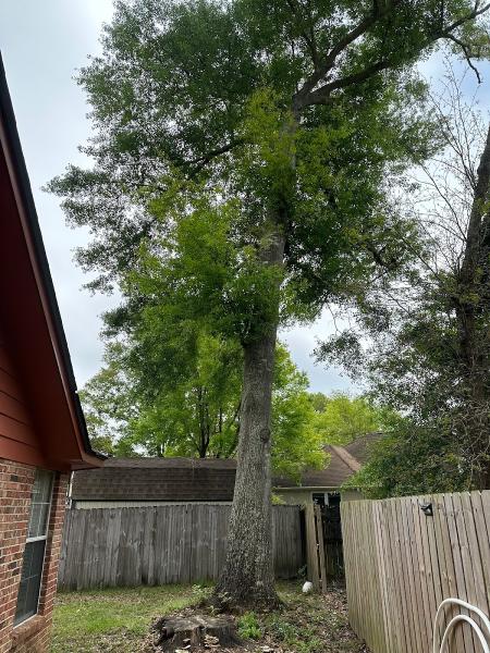 Professional Tree Service