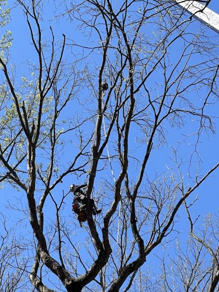 Treemendous Tree Care & Arborist Trimming Service