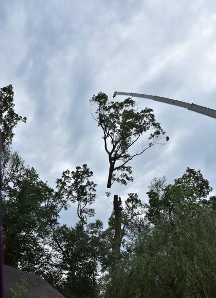 Treemendous Tree Care & Arborist Trimming Service