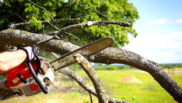 Norman Tree Pros