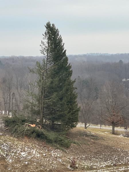 Frontline Tree Service