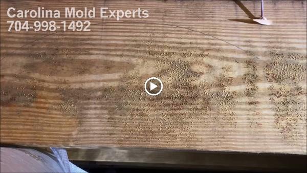Carolina Mold Experts
