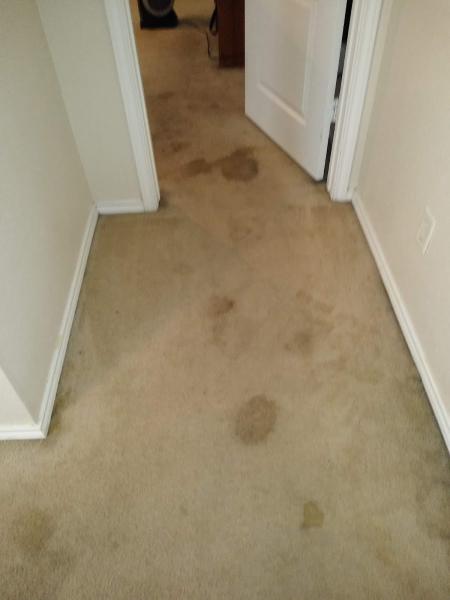 Truegreen Carpet Care