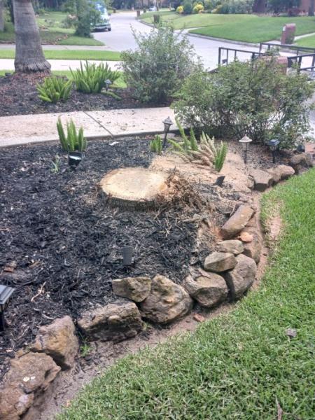 Garcia's Tree Experts