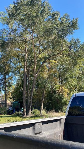 MCS Tree Services