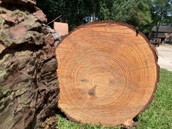 MCS Tree Services