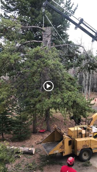 Good People Tree Service