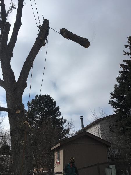 Good People Tree Service