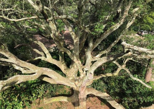 Adkins Tree Professionals