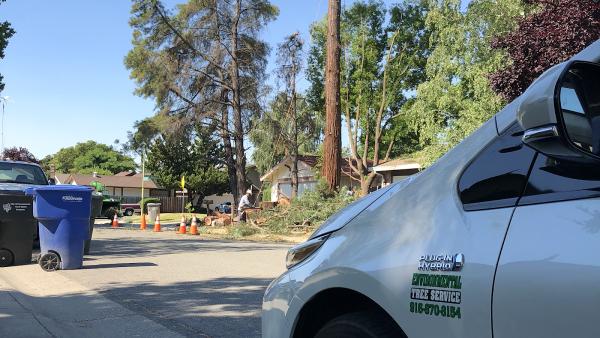 Tree Service