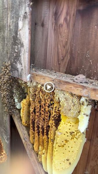 Tyler's Austin Bee Removal