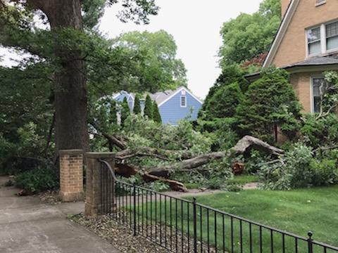 Walsh Tree Service