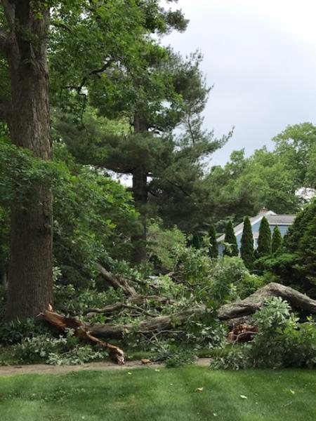 Walsh Tree Service
