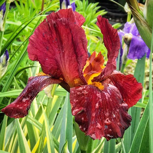 Kent Greenhouse & Gardens