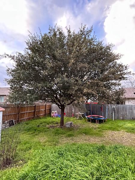 All Seasons Tree Care