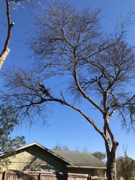 Freedom Tree Service