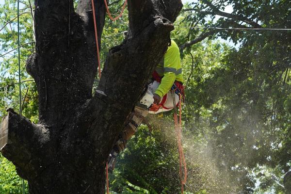 Tree Solutions