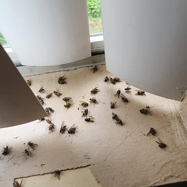 Swat Pest Solutions