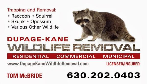 Dupage Kane Wildlife Removal