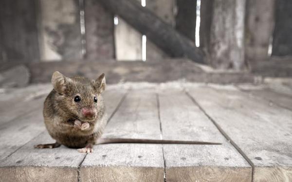Quality Pest Control