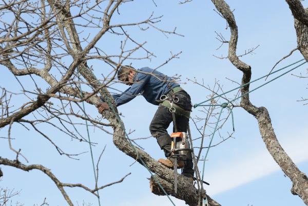 New Season Lawn and Tree LLC