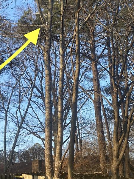 Desoto Tree Care