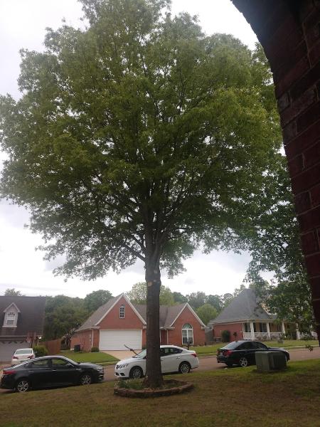 Desoto Tree Care