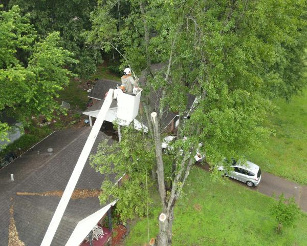 Desoto Tree Care