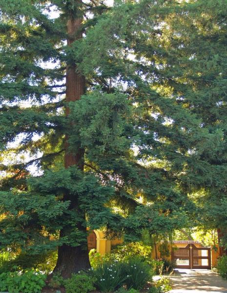 Spencer's Tree Service