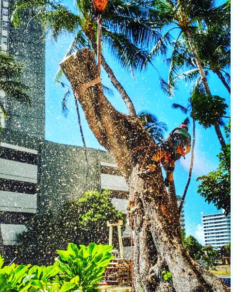 Donahue Arborists