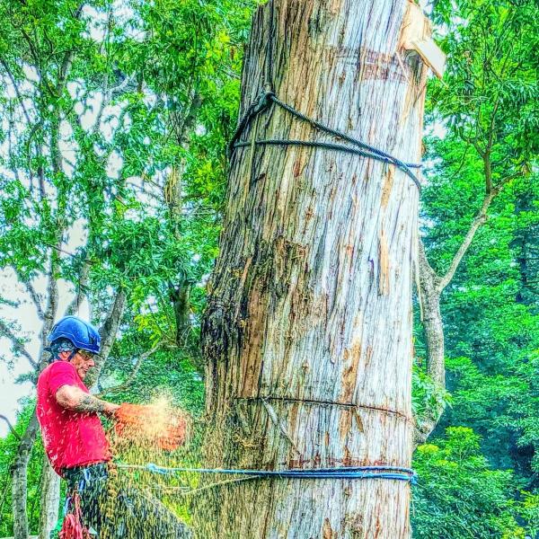Donahue Arborists
